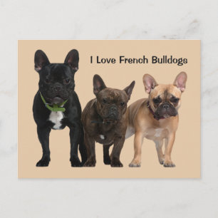 Carte Postale J'adore les Bulldogs français