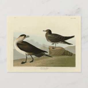 Carte Postale Jager de Richardson de Audubon's Birds of America