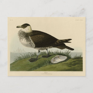 Carte Postale Jager (Pomarine Jaeger) Audubon's Birds of America