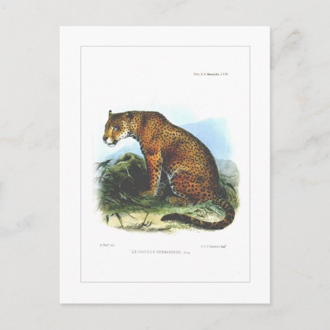 Carte Postale Jaguar (Devant)