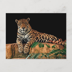 Carte Postale Jaguar