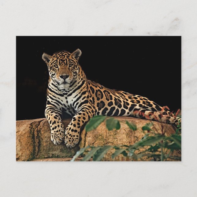 Carte Postale Jaguar (Devant)