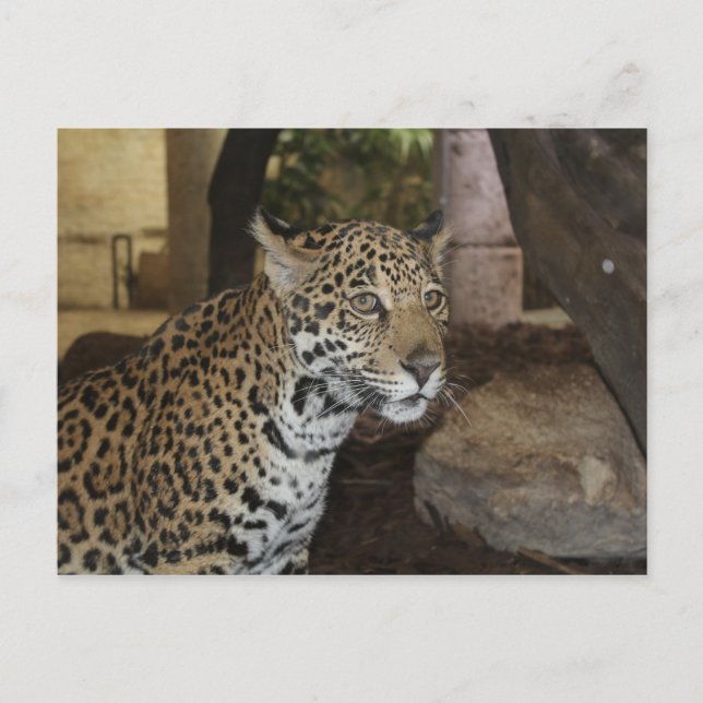 Carte Postale Jaguar # 11 (Devant)