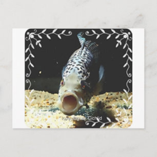 Carte Postale Jaguar Cichlid