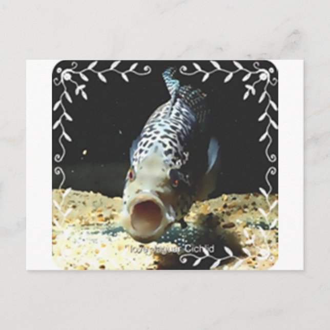 Carte Postale Jaguar Cichlid (Devant)