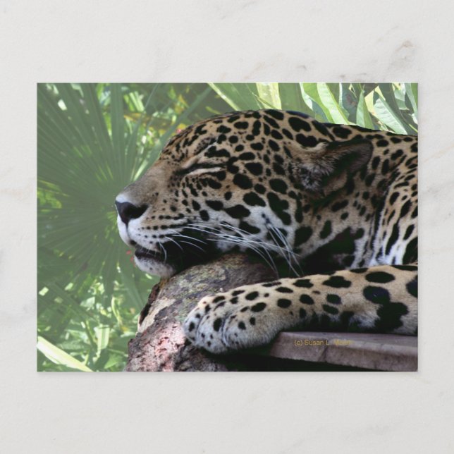 Carte Postale Jaguar de Floride dormant, fronton vert clair reto (Devant)