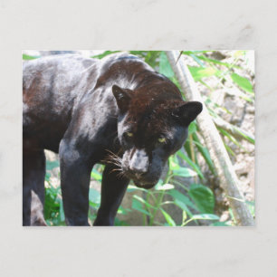 Carte Postale Jaguar noir