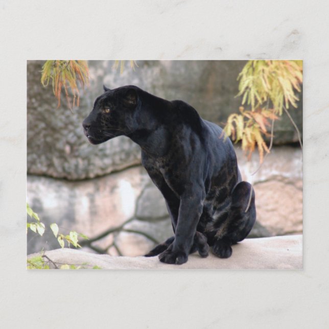 Carte Postale Jaguar noir4x6 (Devant)