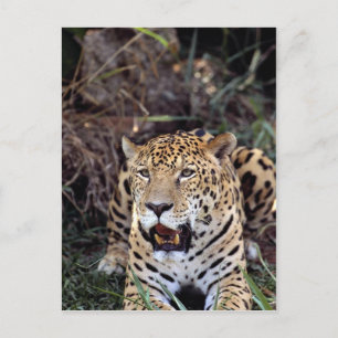 Carte Postale Jaguar (Panthera onca)