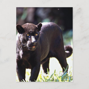 Carte Postale Jaguar, phase noire (Panthera onca)