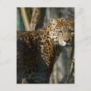 Carte postale Jaguar Photo