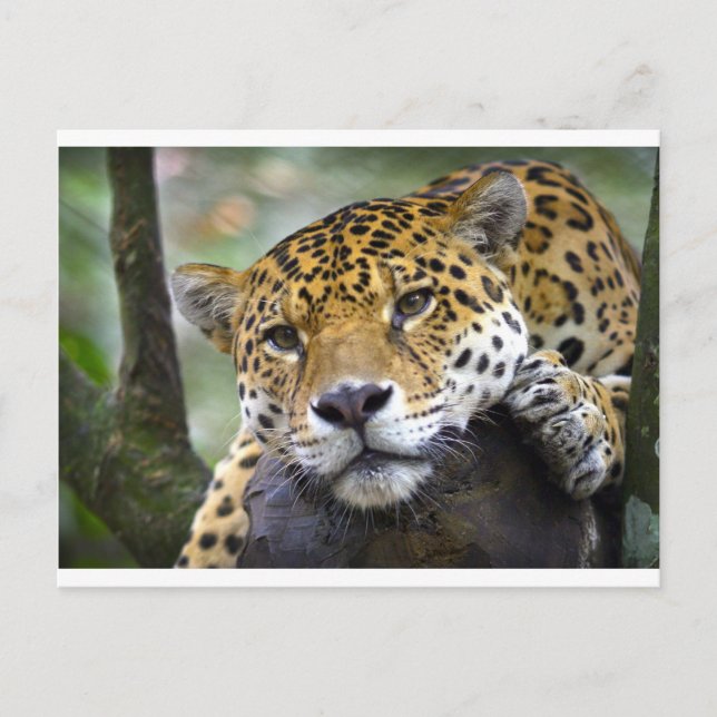 Carte Postale Jaguar se relaxer dans l'arbre (Devant)
