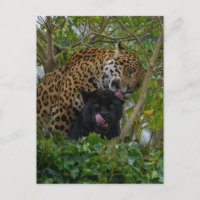 Jaguars In Love