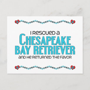 Carte Postale J'ai Secouru un Retriever de Chesapeake Bay (Chien