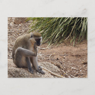 Carte Postale J'ai une poule - Singe de l'araignée