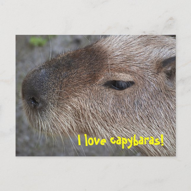 Carte Postale J'aime les capybaras (Devant)