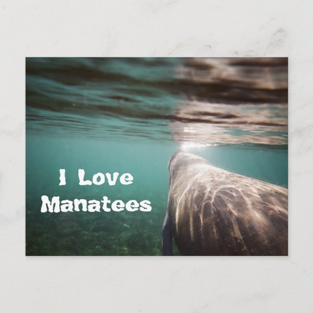 Carte Postale J'aime les lamates (Devant)