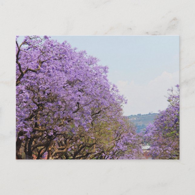 Carte Postale Jakaranda Arbres à fleurs violettes, Afrique du Su (Devant)
