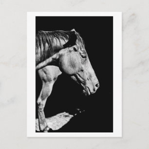 Carte Postale jambe de cheval de tête