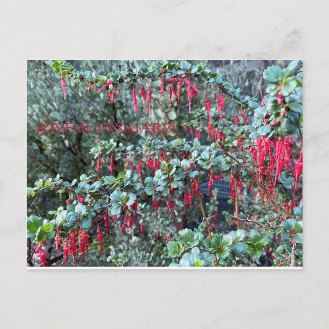 CARTE POSTALE JANVIER JOYEUX ! (Devant)