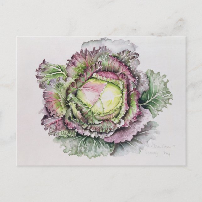 Carte Postale Janvier King Cabbage (Devant)