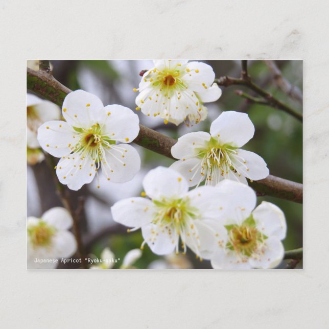 Carte Postale Japanese Apricot "Ryoku-gaku" [Postcard] (Devant)