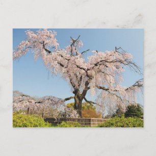 Carte Postale Japon, Kyoto. Cerisier en pleurs sous ciel bleu