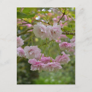 Carte postale japonaise Cherry Blossom