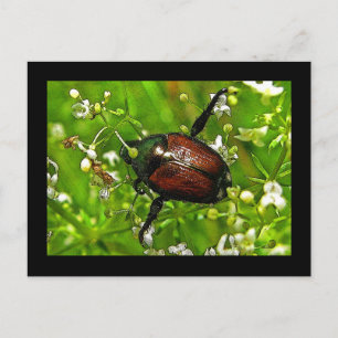 Carte postale japonaise de l'insecte du coléoptère