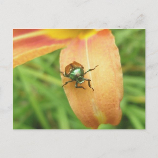 Carte postale japonaise du coléoptère (Devant)