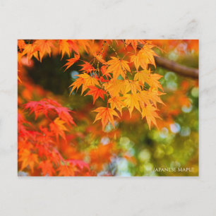Carte postale japonaise Maple [