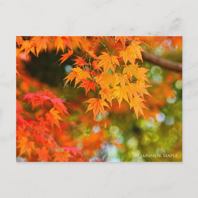 Carte postale japonaise Maple ［ (Devant)