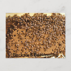 Carte Postale Jardin apiculture