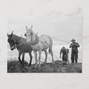 Carte Postale Jardin biologique original, Vieille ferme