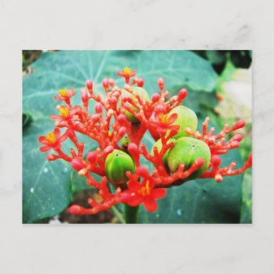 Carte Postale Jardín Botánico Piñeres, Turbaco, Colombie