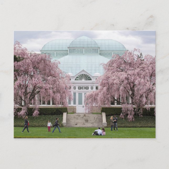 Carte Postale Jardin botanique de New York rose pleurant cerise (Devant)