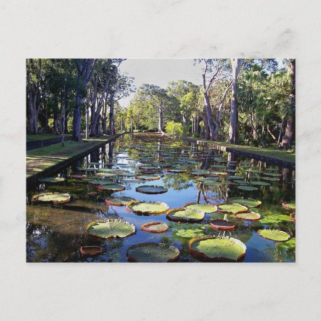 Carte Postale Jardin Botanique Pamplemousses, île Maurice (Devant)