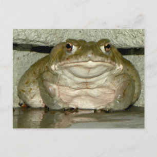 Carte Postale Jardin Bufo alvarius - Crapaud du fleuve Colorado