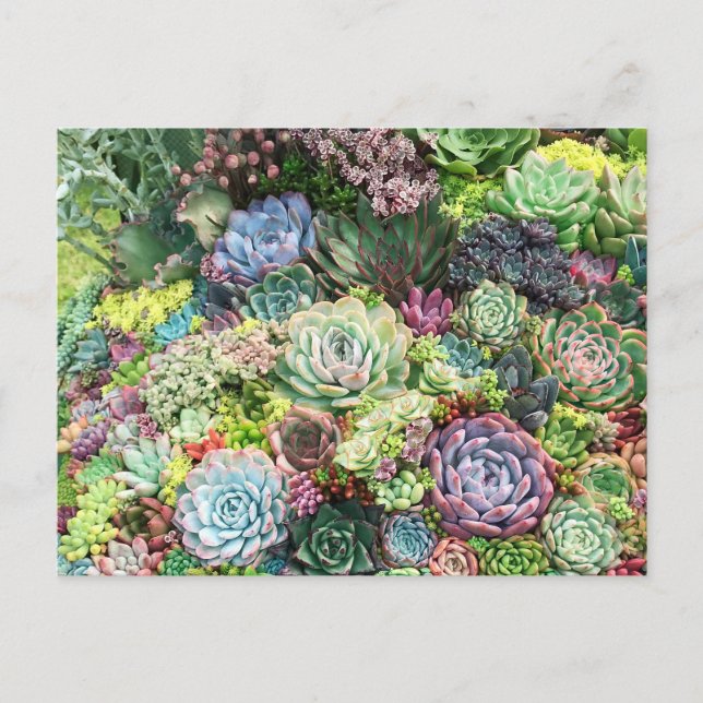 Carte Postale Jardin coloré Succulent (Devant)