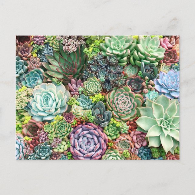 Carte Postale Jardin coloré Succulent (Devant)