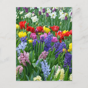 Carte Postale Jardin d'agrément coloré de ressort