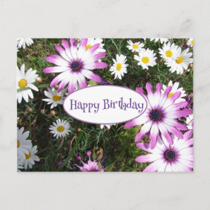 Carte Postale Jardin de fleurs de marguerite blanche violette Jo