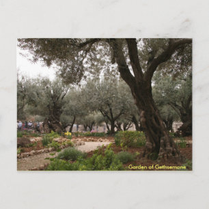 Carte Postale Jardin de Gethsémani