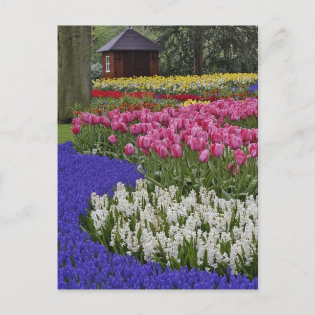 Carte Postale Jardin de jacinthe de raisin, de jacinthe et de tu (Devant)