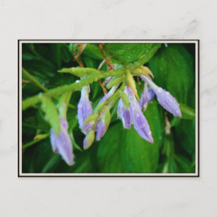 Carte Postale jardin de jour pluvieux