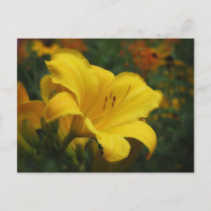 Carte Postale Jardin de maïs à beurre - Daylily