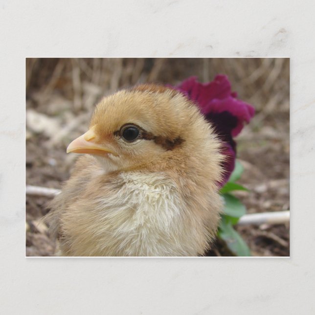 Carte Postale Jardin de Pansy (Devant)