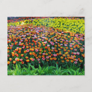 Carte Postale Jardin de Tulip
