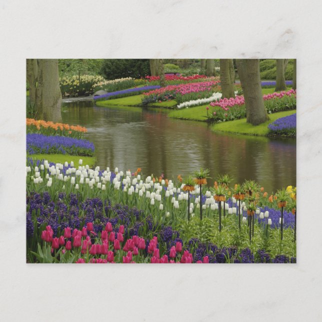 Carte Postale Jardin de Tulipe et d'jacinthe, Jardins de Keukenh (Devant)