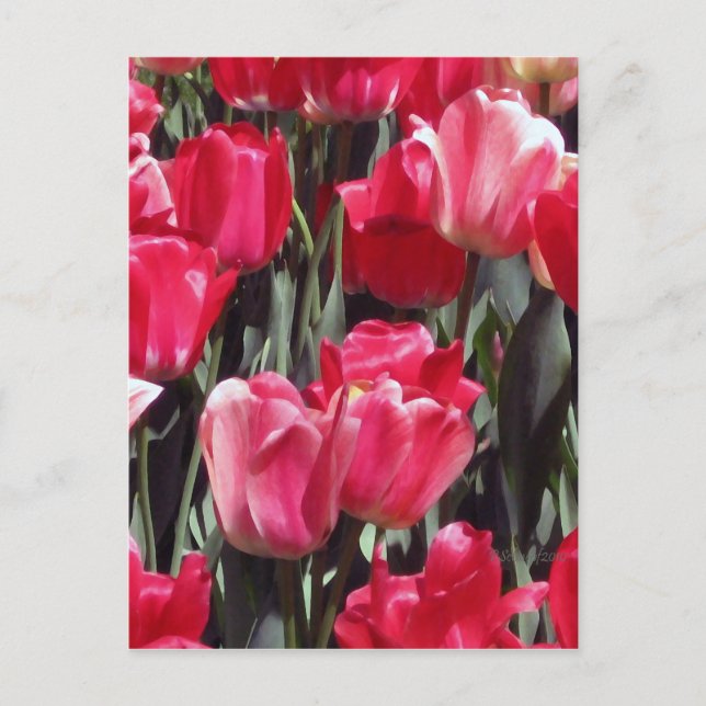 Carte Postale Jardin de tulipes (Devant)